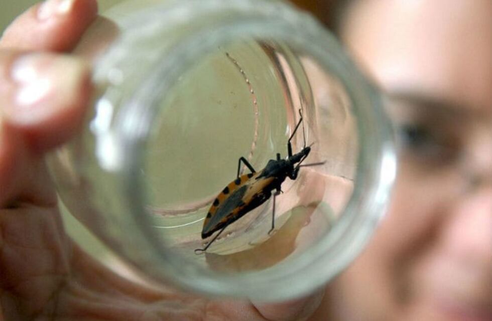 Chagas: investigadores salteños trabajan sobre una vacuna para prevenir la enfermedad