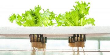 Santa Cruz: Aprobaron el cultivo hidropónico