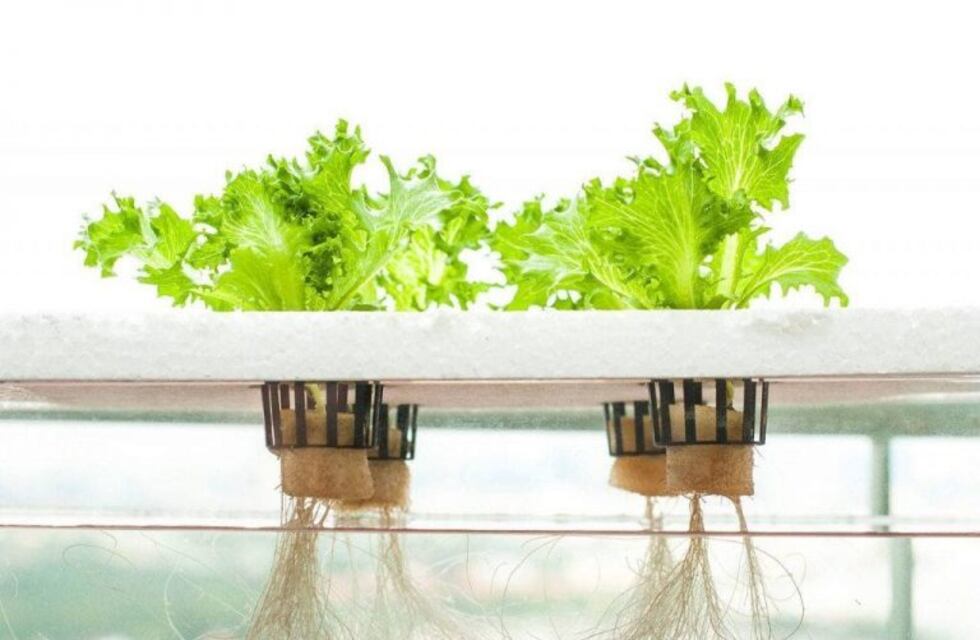 El gobierno provincial y el Instituto Nacional de Tecnología Agropecuaria (INTA) organizan taller sobre Hidroponia