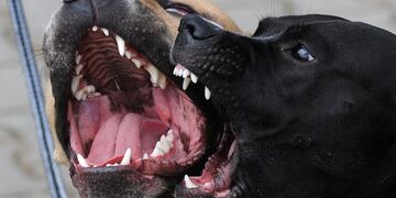 Un niño de 5 años fue atacado por una jauría de perros en Rivadavia.