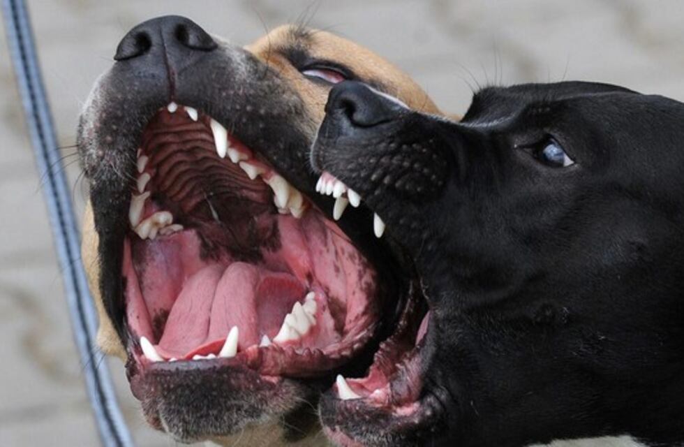 Un niño de 5 años entró a una finca y fue atacado por una jauría de perros en Rivadavia