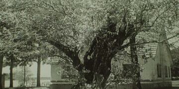 Sarandí de Candelaria