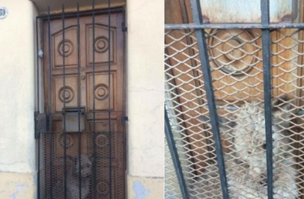 Dejaron a su perro atrapado entre una puerta y una reja
