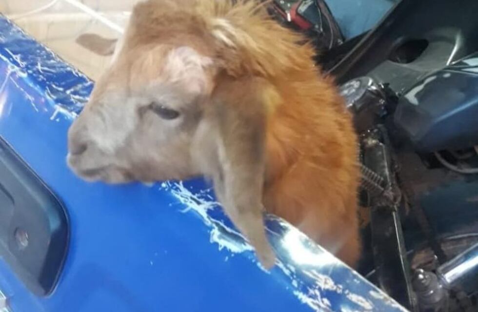 Alta Gracia: un detenido por robar un cabrito vivo