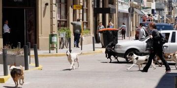 Perros callejeros Ru00edo Cuarto