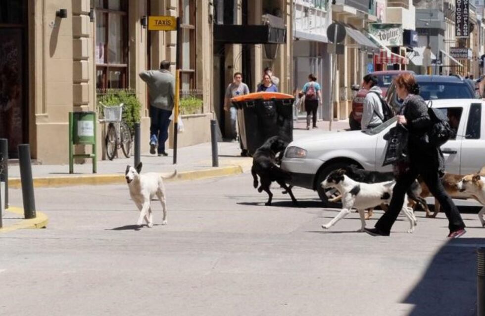 Impulsan creación de un hospital veterinario municipal