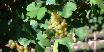 Vendimia en los Valles de Jujuy