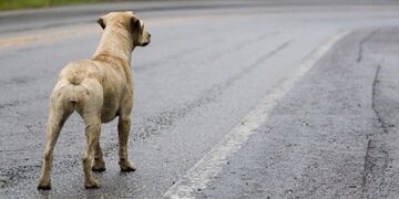 Multarán en Paraná a quienes abandonen animales