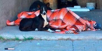 El cuerpo fue hallado cuidado por su perro\u002E