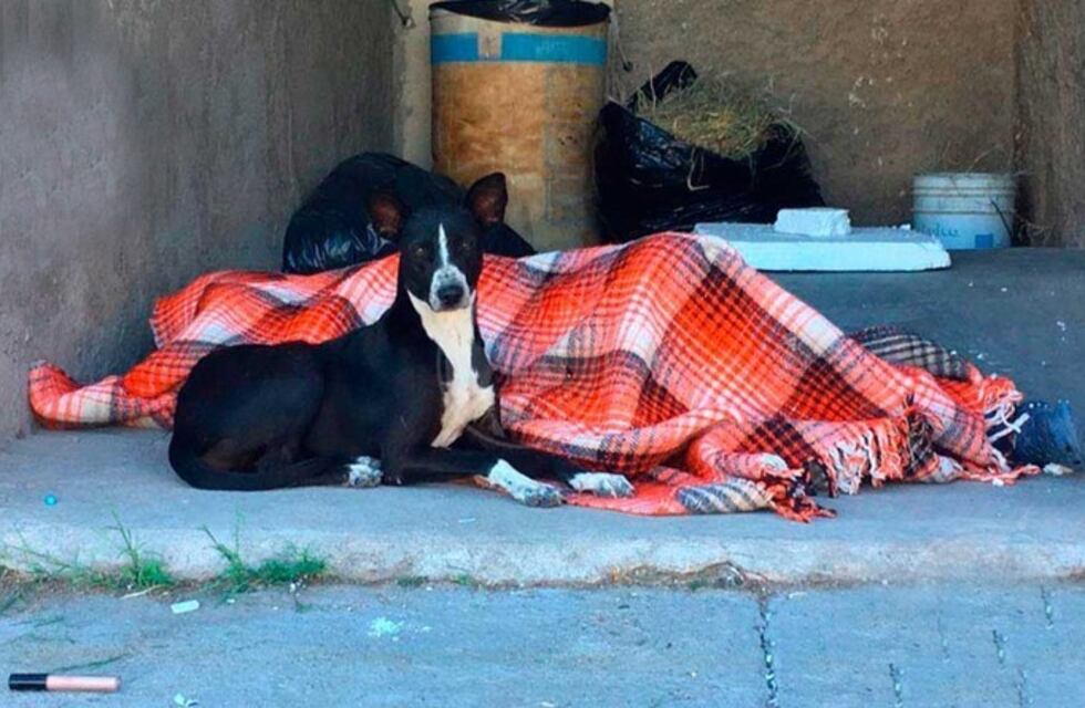 Un poblador rural fue encontrado muerto y acompañado por su perro