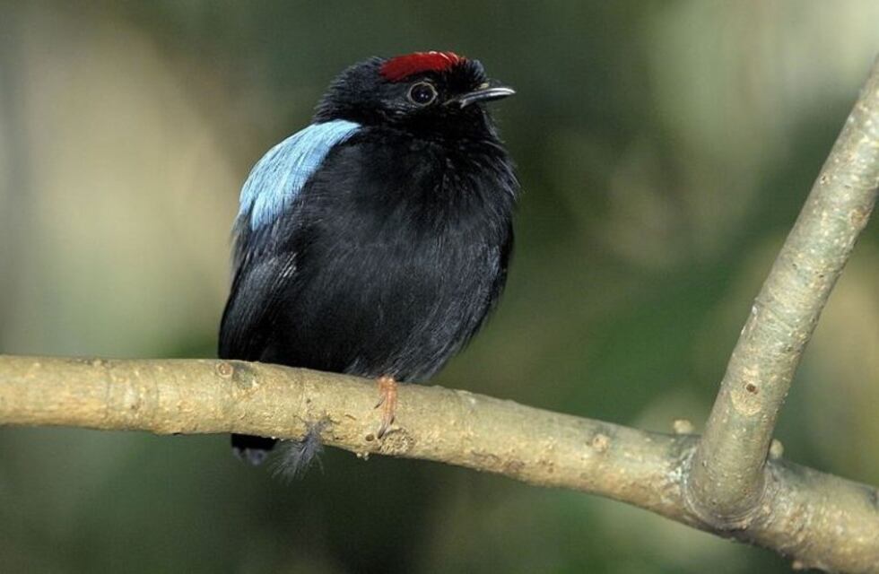 Nueva especie de ave avistada en el Parque Nacional Baritú al norte de Salta