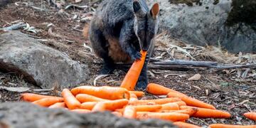 Incendios en Australia: desde helicópteros, arrojaron miles de zanahorias para los animales afectados (Foto: REUTER)