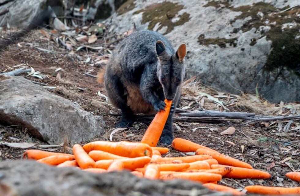 Australia: arrojaron zanahorias y batatas para los animales afectados por los incendios