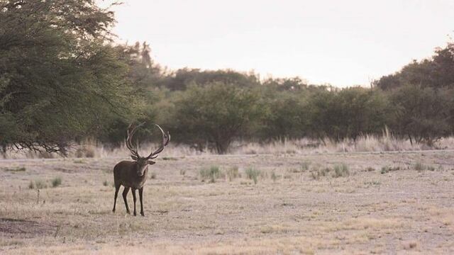 El avistaje de ciervos en brama es el principal atractivo de esta época del año (Web)