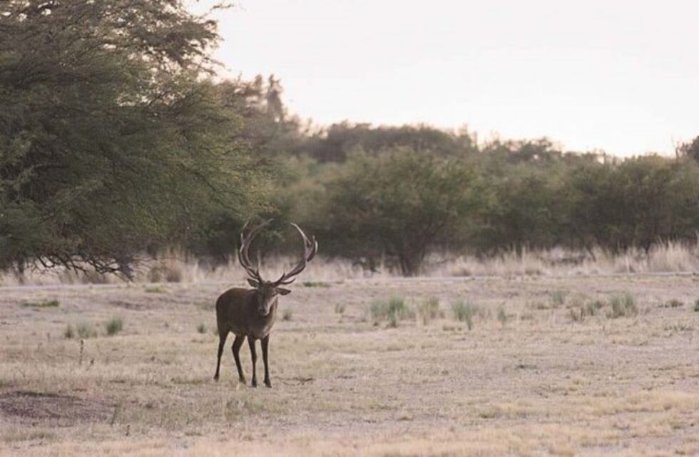 El acertijo visual del puma que pocas personas llegan a resolver