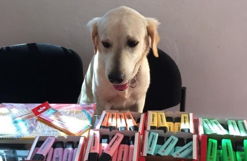 La emotiva historia de un perro que "vende" fibrones para operarse la cadera