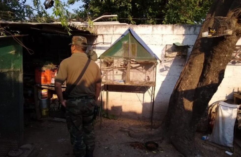 Un salteño tenía 25 aves silvestres  en cautiverio dentro de su casa