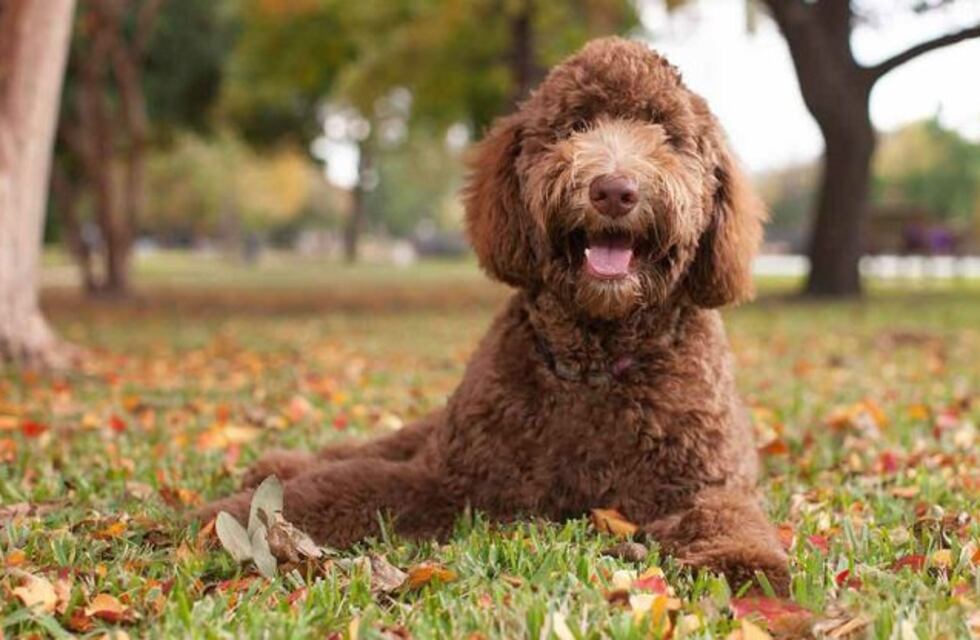 La oscura realidad detrás de la raza "labradoodle"