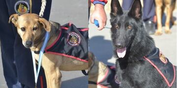 Perritos de la división canes de la Policía de Córdoba\u002E