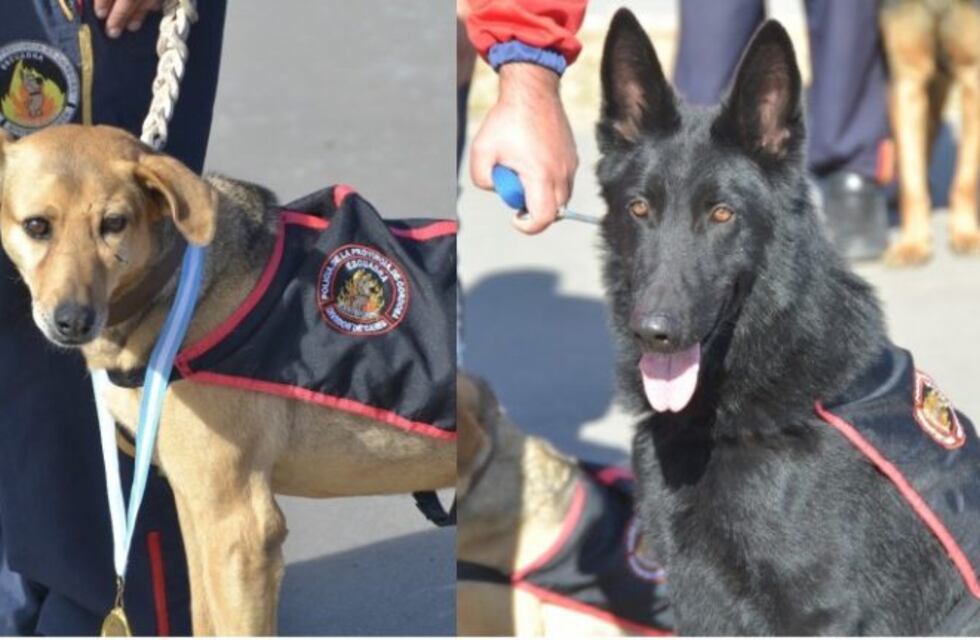 Amores perros en la Policía: Huesos se jubila y Tor fue reconocido internacionalmente