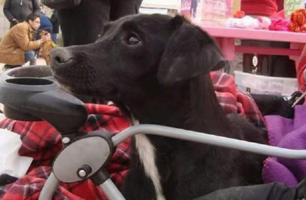 Se robaron un auto con una perrita con discapacidad: desesperado pedido de ayuda