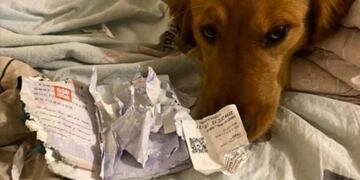 Una perrita evitó que su dueña viajara a China y se expusiera al coronavirus