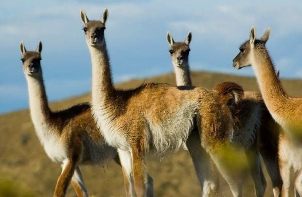 Rescataron una cría de guanaco en Viedma