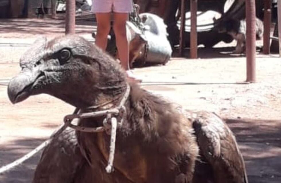Rescataron un cóndor que estaba atado en un taller mecánico
