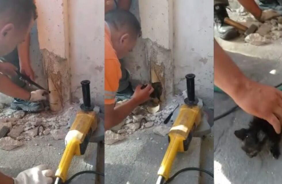 Rescataron a un gatito que estaba atrapado en una cañería