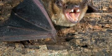 Animales contagia a humanos y producen pérdidas económica y de vidas\u002E