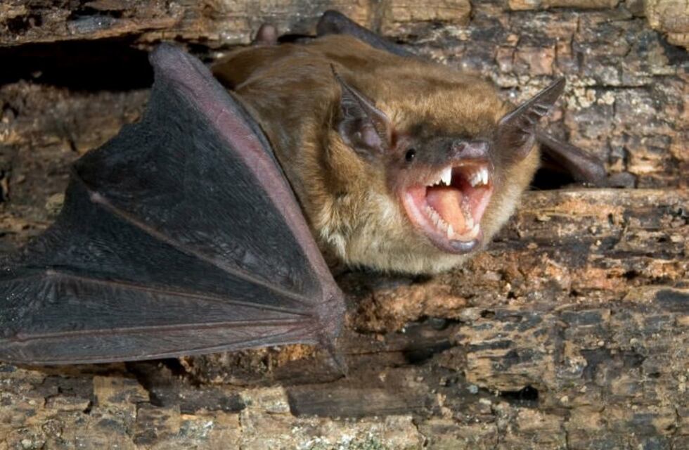 ¿Por qué las enfermedades infecciosas se transmiten de los animales al hombre?