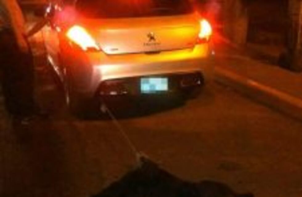 Ató a un perro al paragolpes de su auto y lo llevado arrastrado por las calles