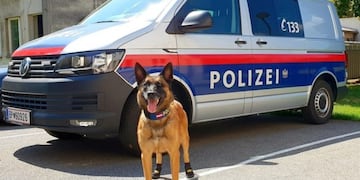 Los perros policías usan botas para el calor en Europa