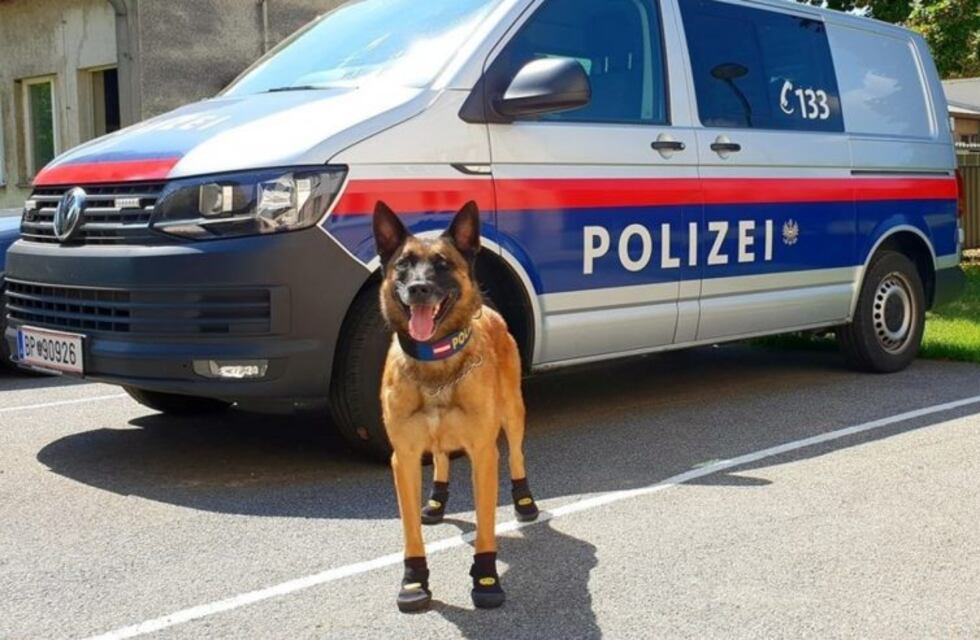 Por la ola de calor, los perros policía de Austria y Suiza usan botitas
