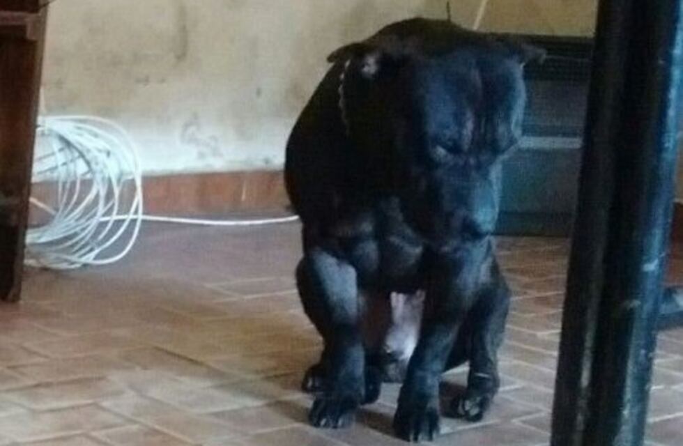 Un pitbull mató a una beba e hirió a su madre en La Matanza