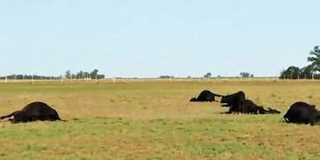 Murieron 29 vacas intoxicadas en Anguil (Diario Textual)