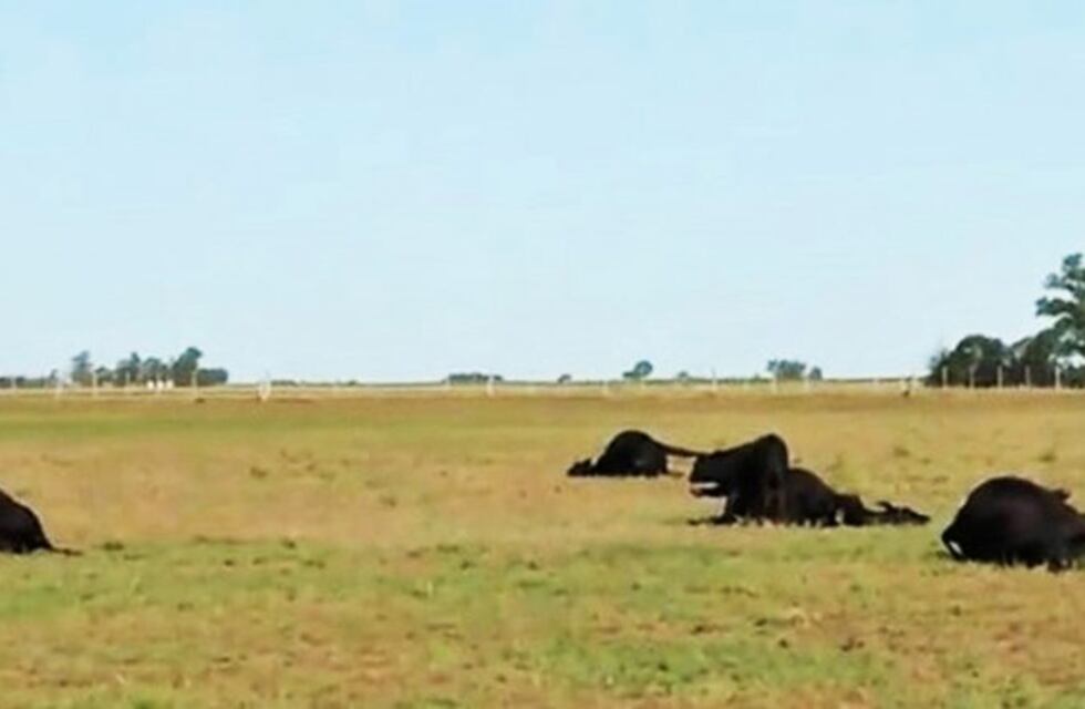 Murieron por intoxicación 29 vacas de una reconocida cabaña de Anguil