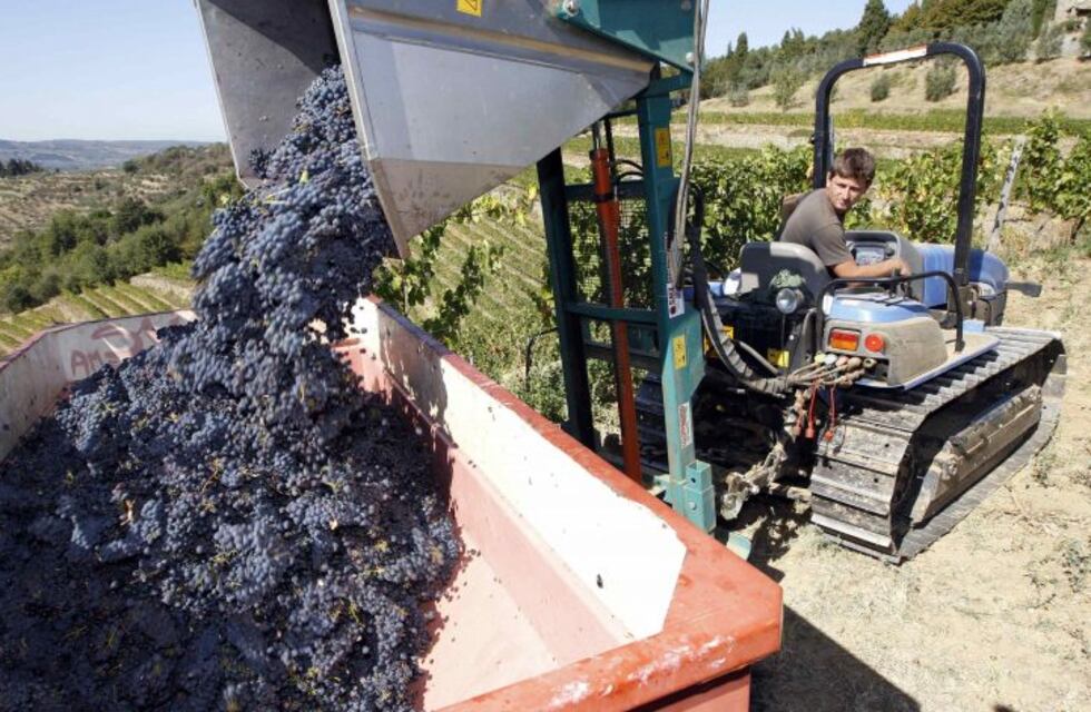 Se desarrollan cuatro nuevas variedades de uva de mesa