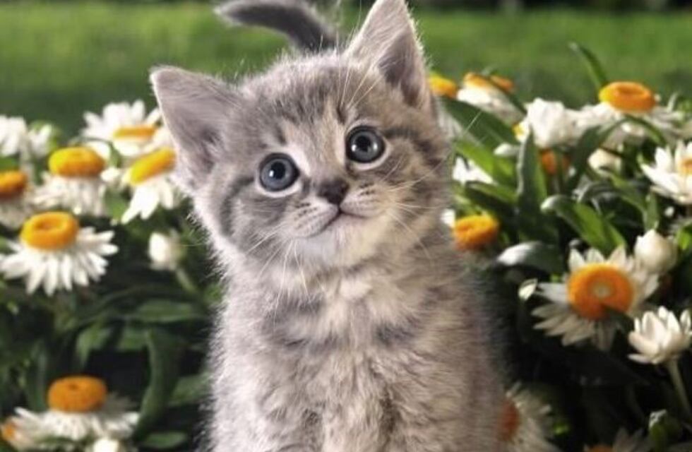 Twitter se llenó de gatitos para no difundir fotos del atentado en Barcelona