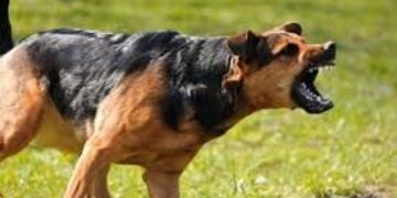 Perro ataque