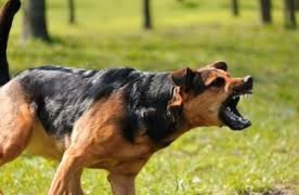 Un perro atacó a un nene de 7 años en San Luis