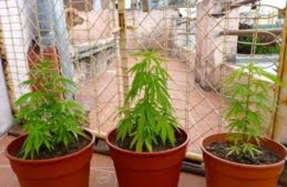 Golpeó a su pareja y cuando lo detuvieron, le encontraron tres plantas de marihuana