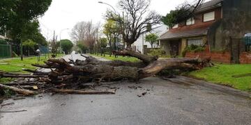 Los fuertes vientos que se registraron en Mar del Plata dejaron árboles caídos