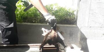 La criatura fue capturada pasadas las 9 de la mañana\u002E (@somosnotrosario)