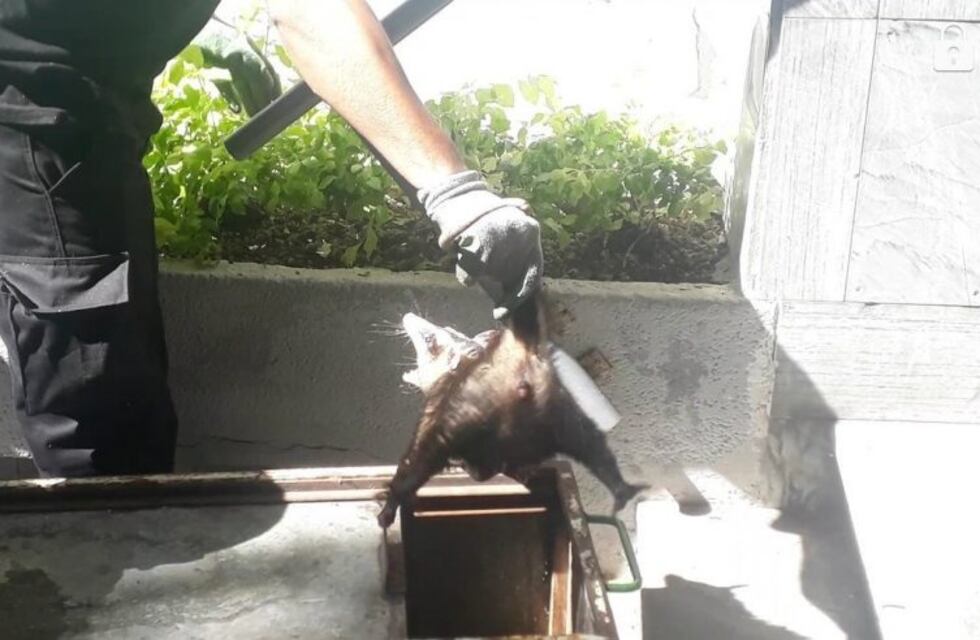 Filmaron a una comadreja suelta en la misma zona del bar que destrozó un ciervo