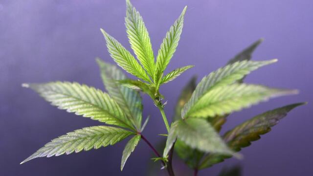 Planta de cannabis. (Photo by Miguel MEDINA / AFP)