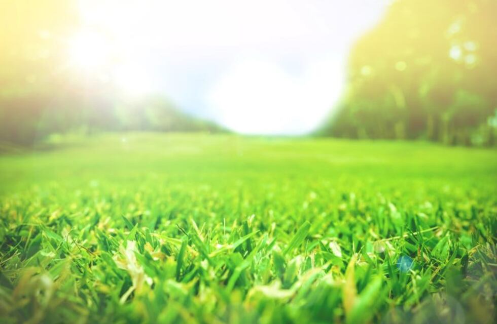 Césped verde todo el año