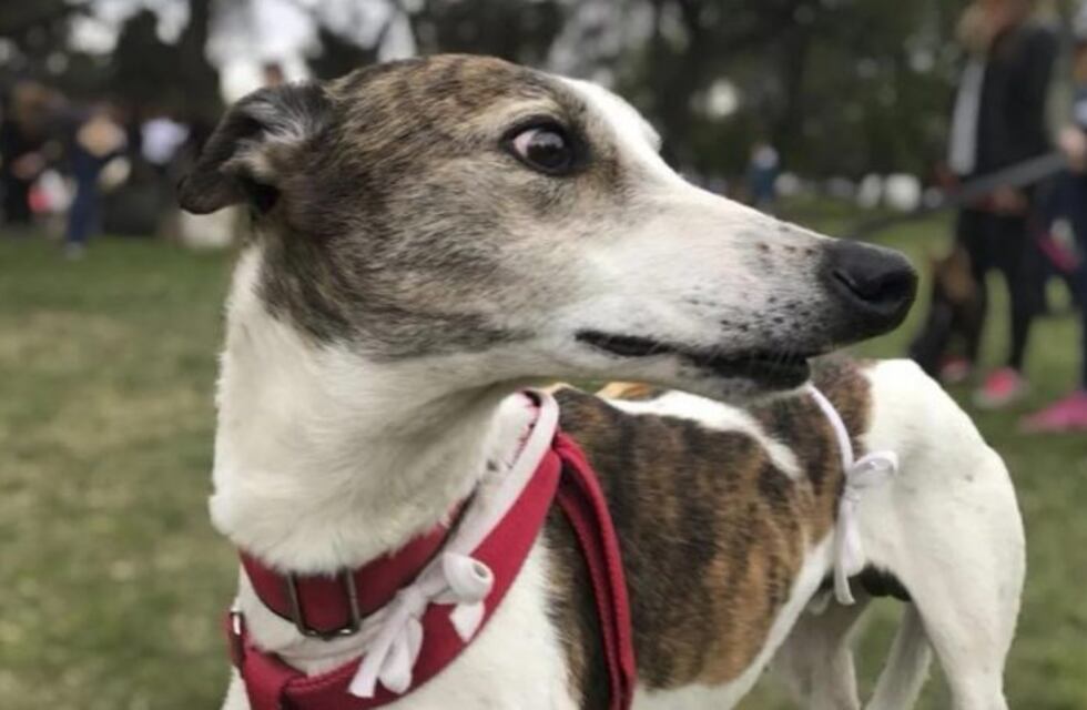 "Le reventé los pulmones", festejó un galguero