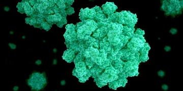 Imagén ilustrativa: Norovirus\u002E