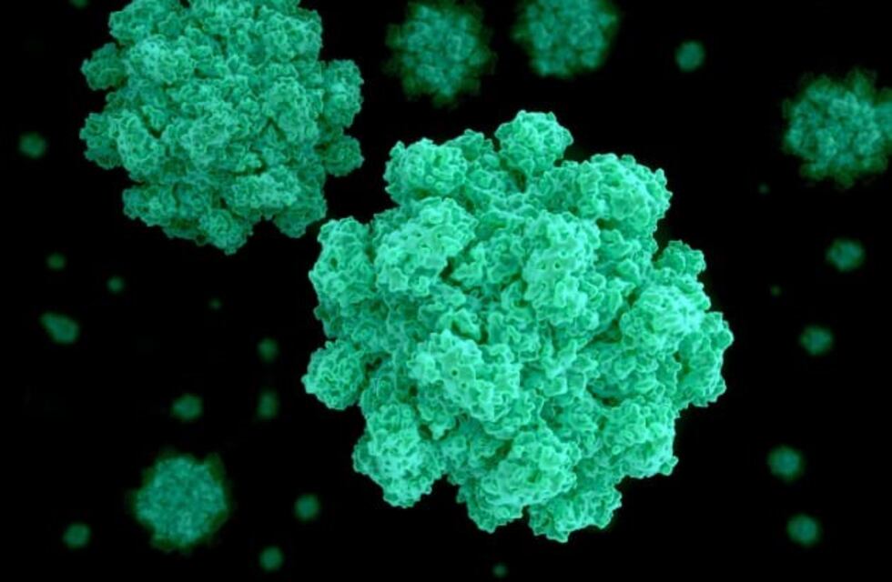 Alertan por un brote de Norovirus en San Luis